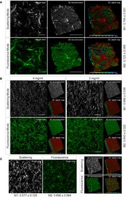 Light-Sheet Scattering Microscopy to Visualize Long-Term Interactions Between Cells and Extracellular Matrix